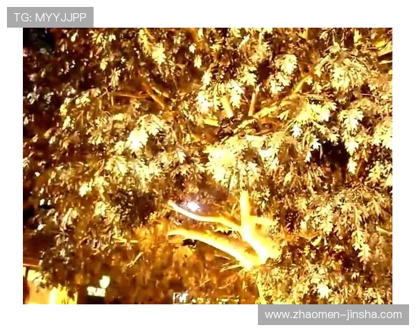 澳门永利赌场发财树的寓意与风水作用，提升你的财运与家庭和谐